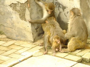 动物园随拍之五猴子