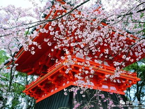 日本天气樱花季的天气预报，让你成为赏樱达人！