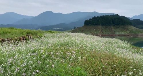 都江堰周边有哪些避暑农庄 这四个农场是首选(都江堰露营免费停车场电话)