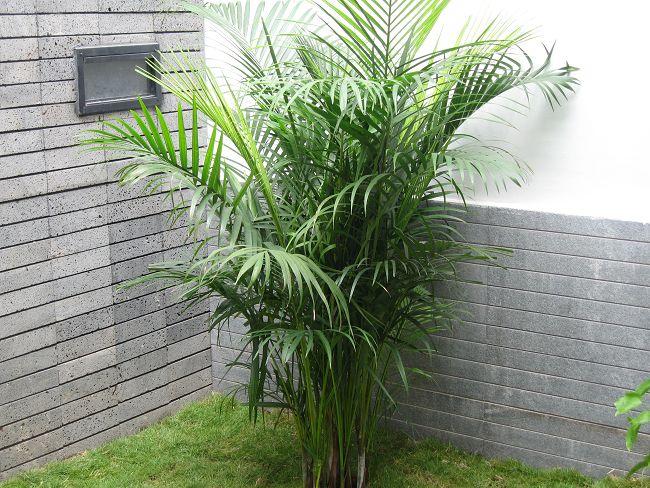 凤尾竹需要什么样的土壤和湿度？