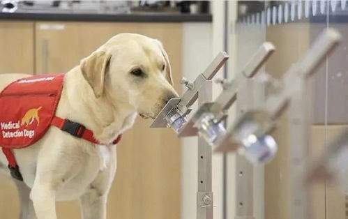 欧洲首国 芬兰机场部署嗅探犬检测新冠病毒,但是网友却怒了...
