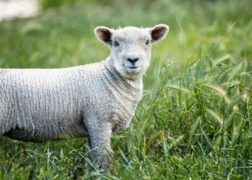 世界上最小的羊品种,性格温顺活泼,适合做宠物吗