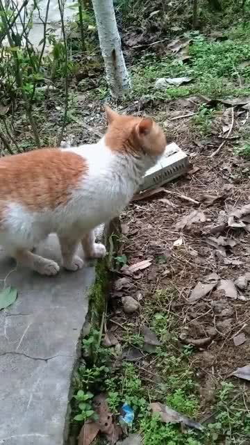 猫 想捉鸟的猫 