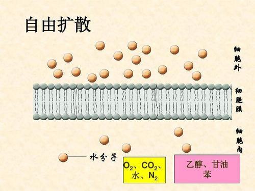 物质跨膜运输的方式有哪些,各有什么特点 