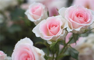 33支粉玫瑰的花语：无尽的爱与思念