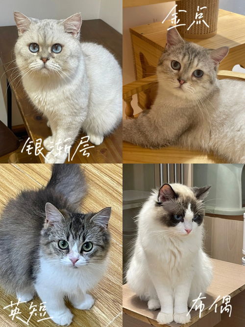 岳阳探店 每个品种都有的撸猫天堂 