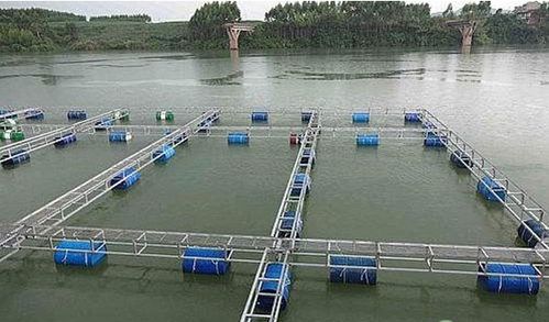 水产养殖降低饵料系数的方法介绍,鱼缸柳根鱼喂养正确方法