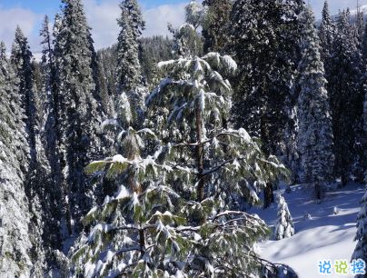 下雪天朋友圈唯美说说配图 下雪了说说简短一句话