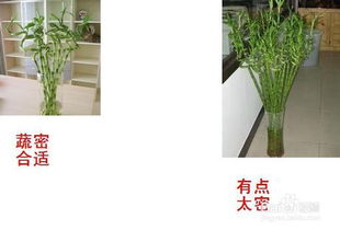 转运竹的养殖方法与注意事项,转运竹的养殖方法与注意事项