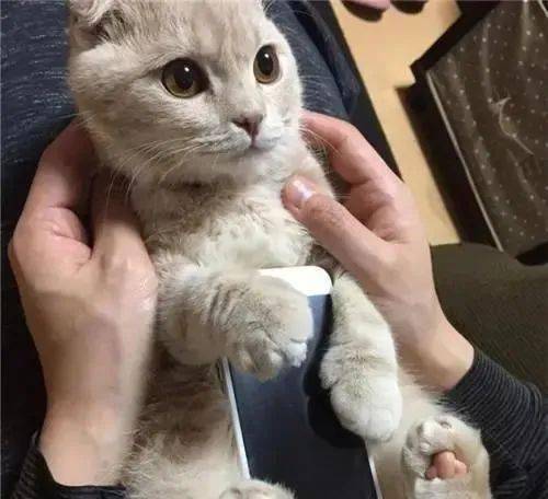 女子买了跟猫猫一模一样的手机壳,把猫咪吓崩溃了 铲屎的疯了吗