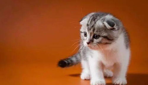 最受欢迎的10种猫咪,中华田园猫地位不可动摇 网友 大橘为重 挪威森林 
