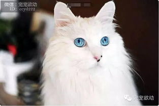 这只猫咪的眼睛像蓝宝石一样闪亮,快把我给吸进去 