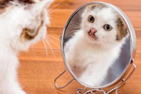 猫咪知道自己是猫吗 第一次照镜子的猫,吓到炸毛