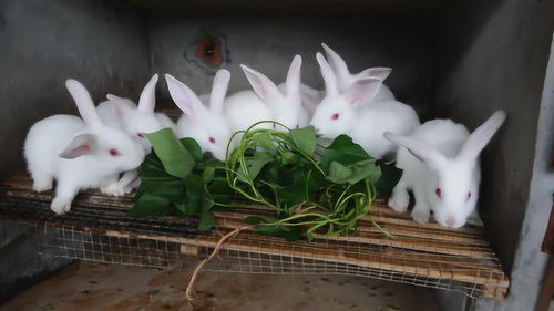 景天科巧克力兔的养殖方法？