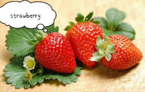 草莓用英语怎么发音 
