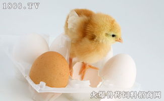 鸡蛋怎样孵化小鸡