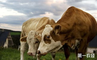 和牛是什么品种的牛,牛与奶牛的区别？