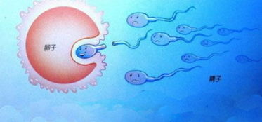 女性排卵但是不怀孕怎么回事 