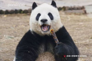 嘘 这里的大熊猫取名可真是玄学啊