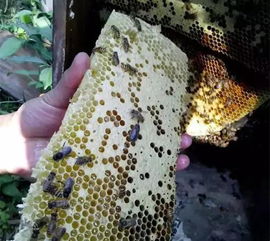 中蜂养殖技巧:巢脾修造需要注意的事项!,中蜂怎样养巢蜜