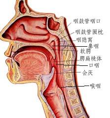 喉咙结构图颈部图片