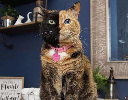 一只猫有两张脸,世界上最罕见的猫 双面猫