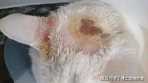人 犬猫共患传染性皮肤病 猫癣的治疗和护理