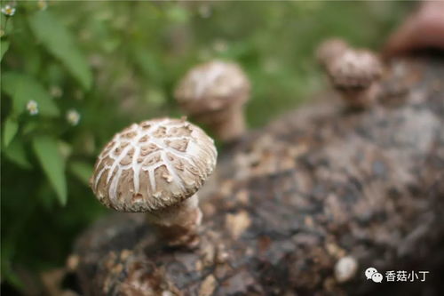 深山里的种菇人