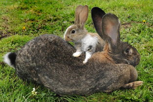 世界最大兔子体长逾1米 每天吃12根胡萝卜 大千世界 