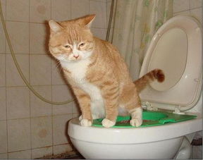 猫咪尿不出来 蹲在厕所很久就是不出尿 