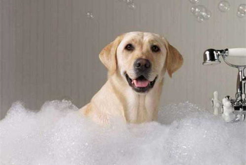 泰迪狗洗澡可以用人的沐浴露吗,泰迪洗澡可以用人的洗发水吗？