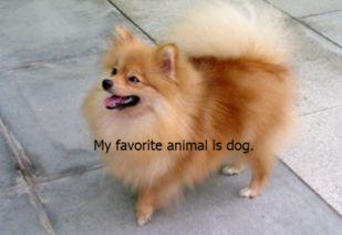 我最喜欢的动物是狗用英语怎么说 