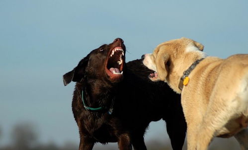 如果狗狗和其他狗狗打起来,主人该如何处理 要帮狗狗打赢吗