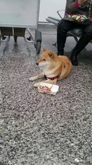 哈尔滨市远大都市绿洲小区5条宠物狗一天内接连被毒死 