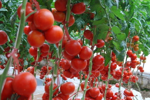 种番茄高产多收,对于徒长植株调整有技巧,分享3个实用方法