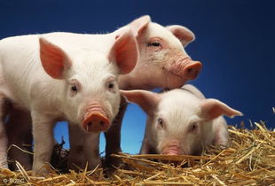 猪的养殖技术