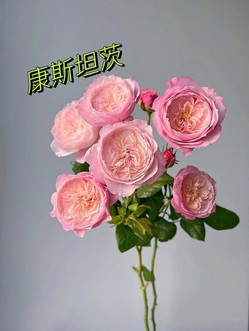 粉色玫瑰花语是什么意思