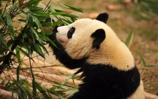 涨知识 大熊猫那么萌,为什么只有中国才有呢 
