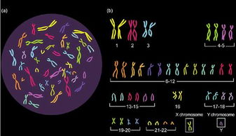 人的染色体有多少对，人有多少条染色体
