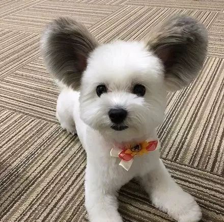 养一只迷人大耳朵的狗是怎样的体验