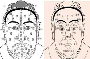 男人的鼻子面相分析,一看就懂 