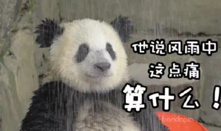 表情包 大熊猫 总觉得有什么 不对劲