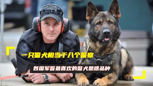 一只警犬相当于八个警察 各国军警最喜欢的警犬是啥品种 