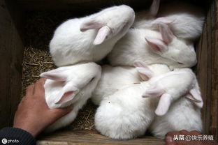 仔兔成活率低 生长慢的原因分析,养兔一点儿都不能马虎