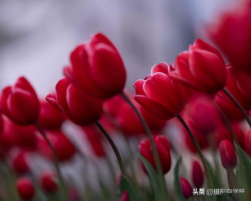 拍花朵的8个摄影技巧,小花也能拍得很漂亮,模仿学习拍摄并不难