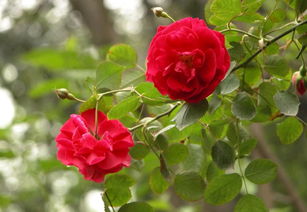 粉红月季花语,粉色月季花的花语是什么