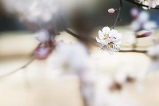 赏花季来啦 拍花技巧学起来