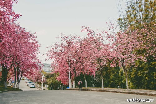 云南适合冬天去旅游的地方,冬季云南旅游最佳路线攻略