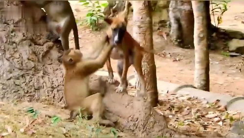 惊喜 ,卡兹拉猴子和狗狗建立了很好的关系,猴子和狗的友谊 