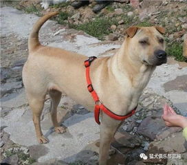 没落的犬贵族,中国大沥沙皮犬
